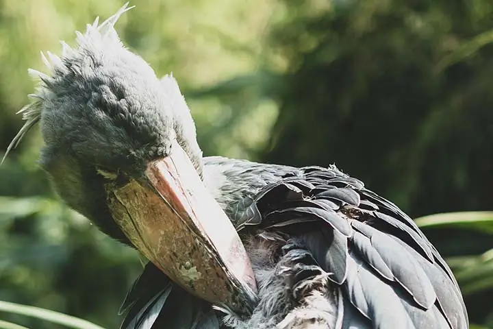 shoebill stork mabamba